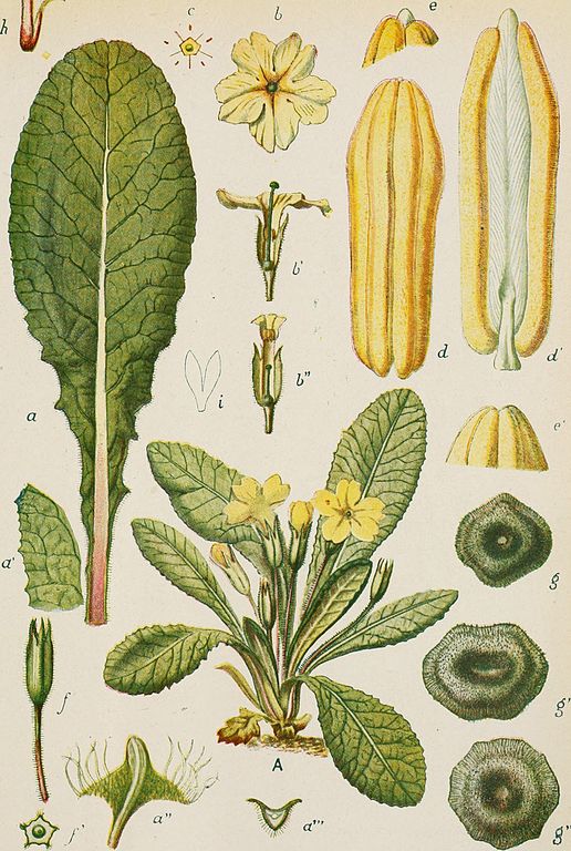 Illustration Primula vulgaris, Par R. Istituto scientifico sperimentale del tabacco, via plantillustrations.org 