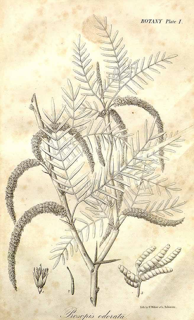 Illustration Prosopis glandulosa, Par Fre&#769;mont, J.C., Report of the exploring expedition to the Rocky Mountains in the year 1842, and to Oregon and North California in the years 1843-44 (1845) Rep. Exped. Rocky Mts. (1845) t. 1, via plantillustrations 
