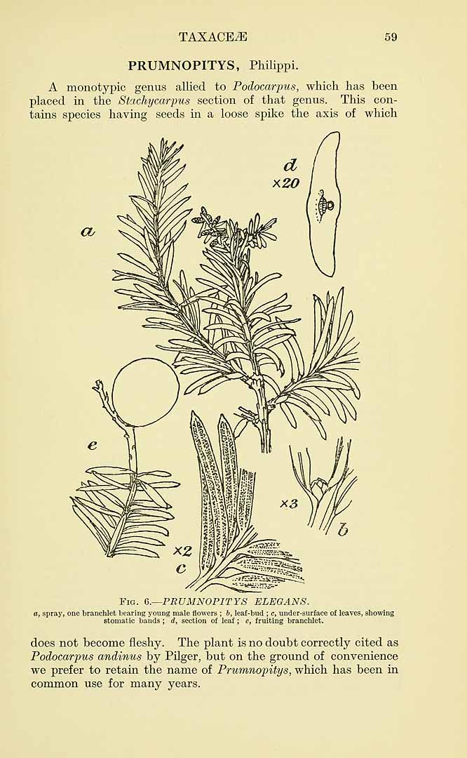 Illustration Prumnopitys andina, Par Dallimore, W., Bruce, A., handbook of Coniferae (1923) Handb. Conif. p. 59 f. 6 , via plantillustrations 