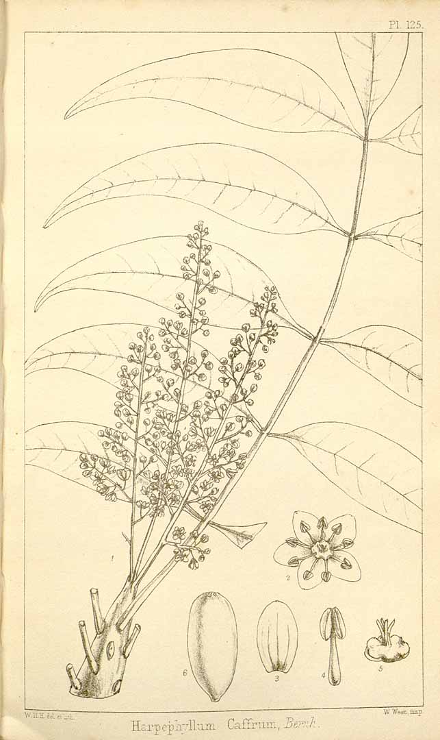 Illustration Harpephyllum caffrum, Par Harvey W.H. (Thesaurus capensis, or illustrations of South African flora, vol. 2: t. 125, 1863) [W.H. Harvey], via x 