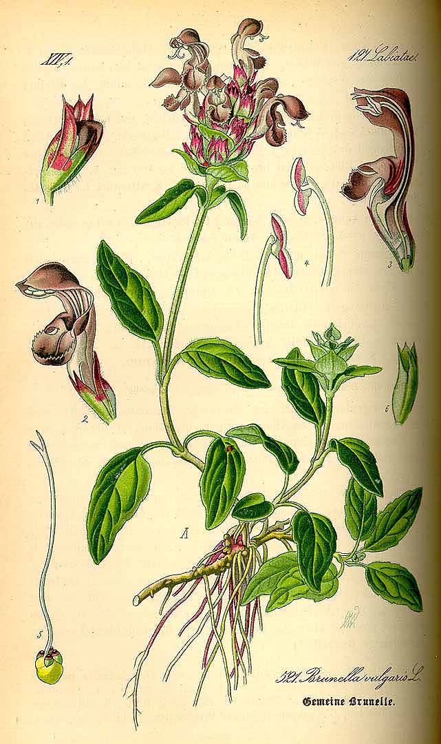 Illustration Prunella vulgaris, Par Thomé, O.W., Flora von Deutschland Österreich und der Schweiz (1886-1889) Fl. Deutschl. vol. 4 (1885) t. 521, via plantillustrations 