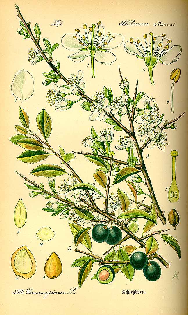 Illustration Prunus spinosa, Par Thomé, O.W., Flora von Deutschland Österreich und der Schweiz (1886-1889) Fl. Deutschl. vol. 3 (1885), via plantillustrations 
