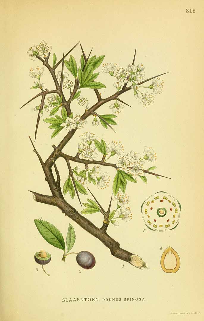 Illustration Prunus spinosa, Par Lindman, C.A.M., Bilder ur Nordens Flora Bilder Nordens Fl. vol. 2 (1922), via plantillustrations 