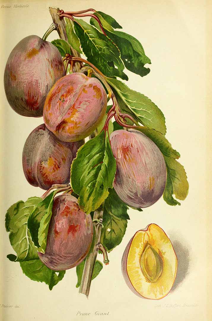 Illustration Prunus domestica, Par Revue horticole, sér. 4 (1852-1974) Rev. Hort. (Paris), ser. 4 vol. 82 (1910), via plantillustrations 