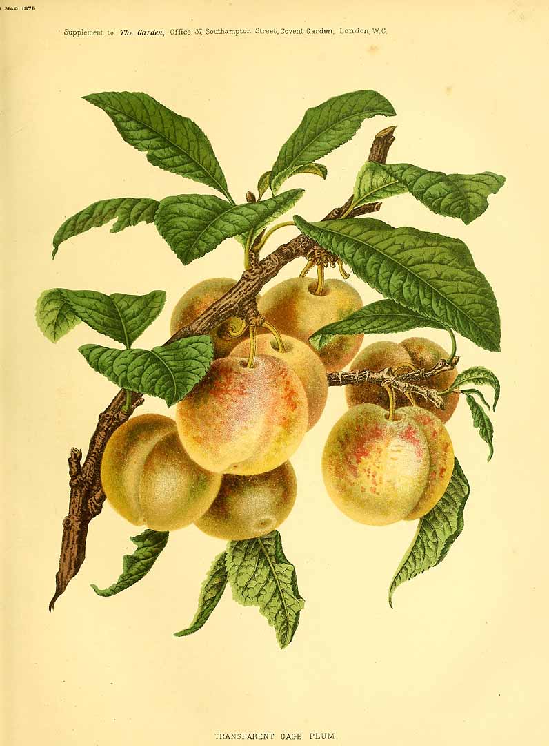 Illustration Prunus domestica, Par garden (1872-1927) The Garden vol. 9 (1876), via plantillustrations 