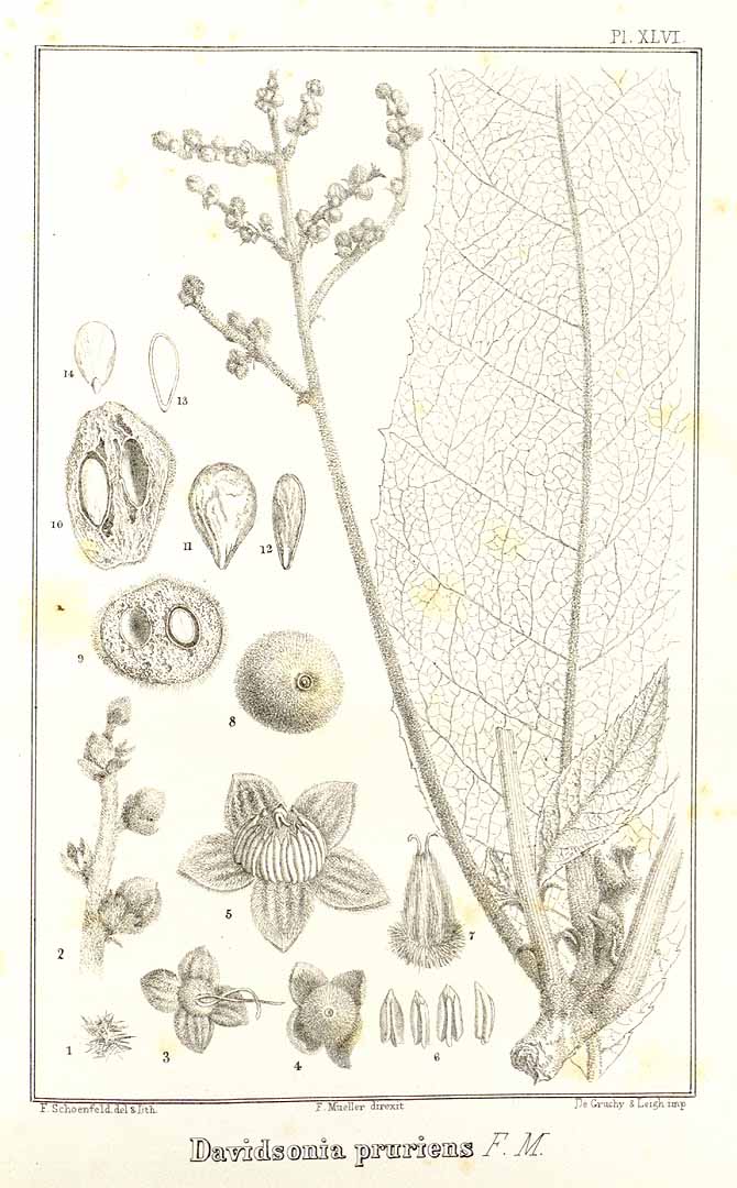 Illustration Davidsonia pruriens, Par Mueller F. (Fragmenta Phytographiae Australiae, vol. 6: t. 46, 1868) [F. Schoenfeld], via plantillustrations 