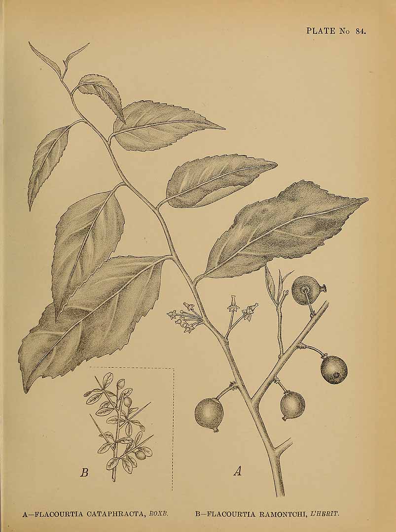 Illustration Flacourtia jangomas, Par Indian medicinal plants (vol. 1: t. 84, fig. A), via plantillustrations 