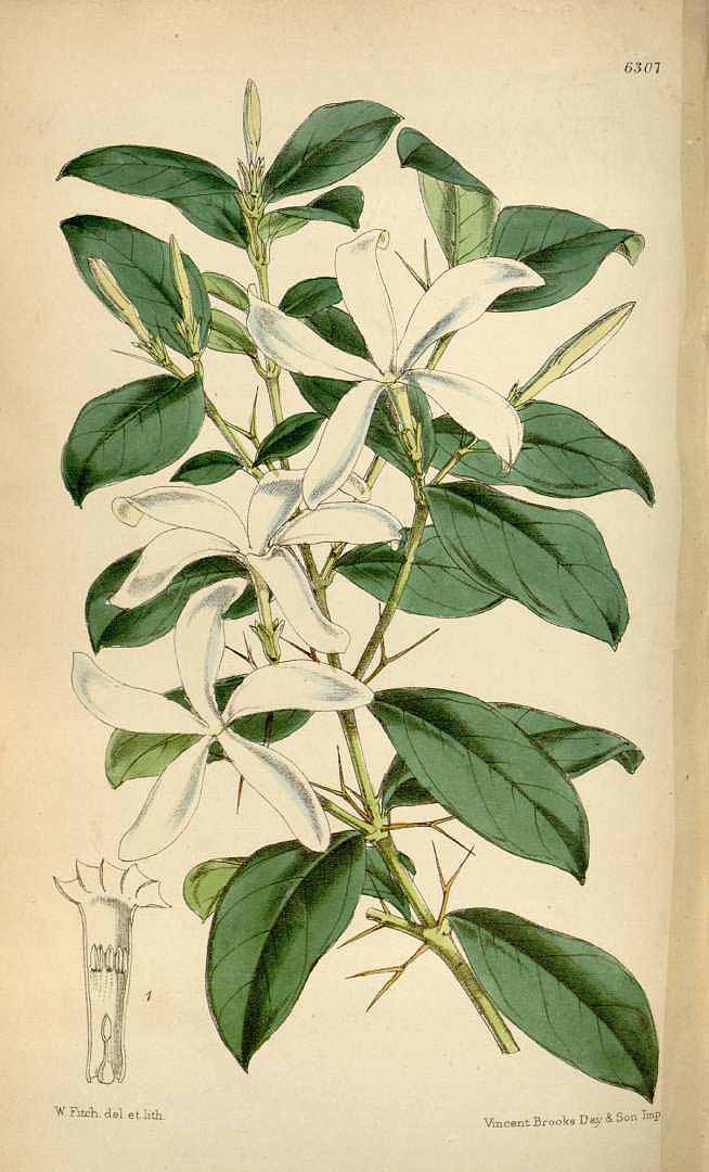 Illustration Carissa macrocarpa, Par Curtis´s Botanical Magazine (vol. 103 [ser. 3, vol. 33]: t. 6307, 1877) [W.H. Fitch], via plantillustrations 