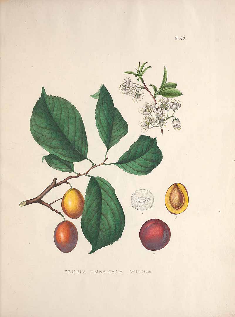 Illustration Prunus americana, Par Gray, A., Plates prepared between the years 1849 and 1859, to accompany a report on the forest trees of North America (1891) Pl. Forest Trees N. Amer. t. 45, via plantillustrations 