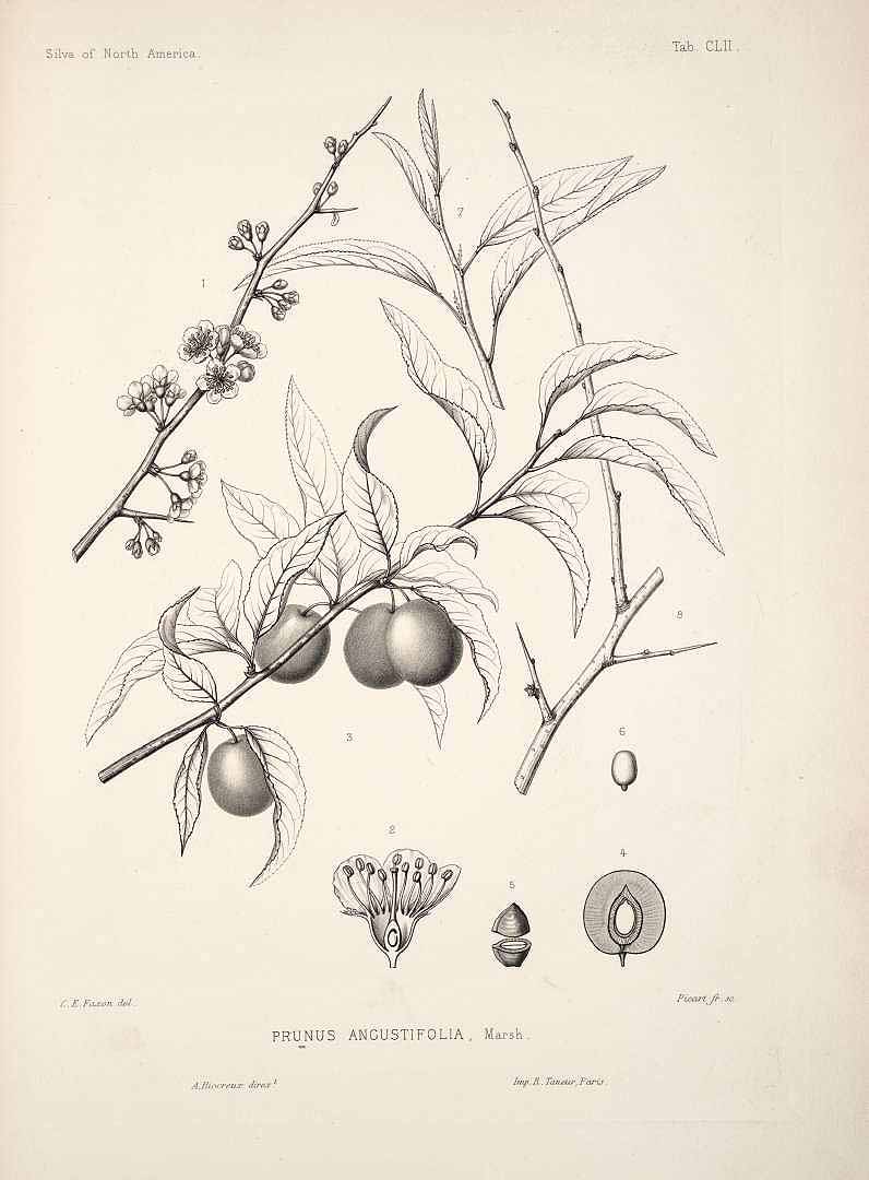 Illustration Prunus angustifolia, Par Sargent, C.S., Silva of North America (1891-1902) Silva vol. 4 (1892) t. 152, via plantillustrations 