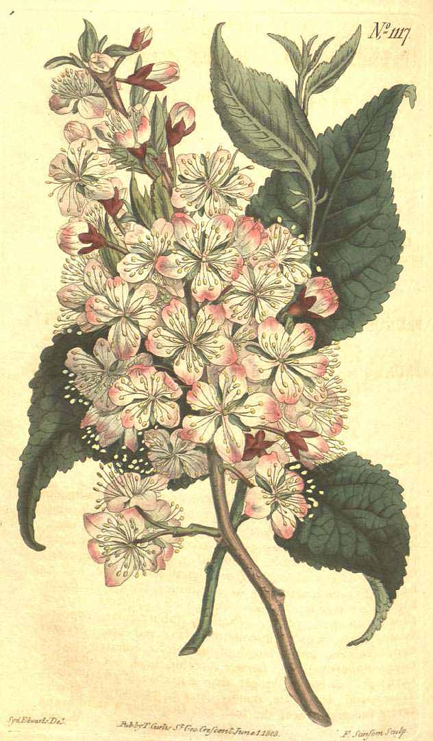 Illustration Prunus nigra, Par Curtis, W., Botanical Magazine (1800-1948) Bot. Mag. vol. 28 (1808) [tt. 1102-1147] t. 1117, via plantillustrations 