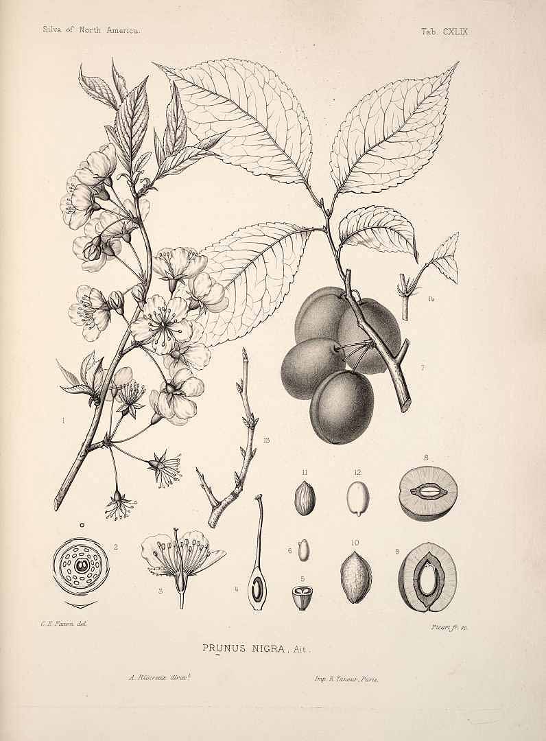 Illustration Prunus nigra, Par Sargent, C.S., Silva of North America (1891-1902) Silva vol. 4 (1892) t. 149	, via plantillustrations 