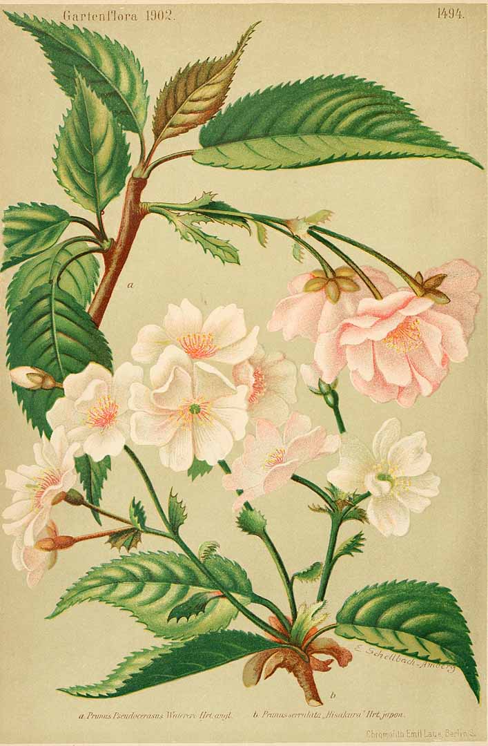 Illustration Prunus pseudocerasus, Par Regel, E.A. von, Gartenflora (1852-1938) Gartenflora vol. 51 (1902) f. a , via plantillustrations 