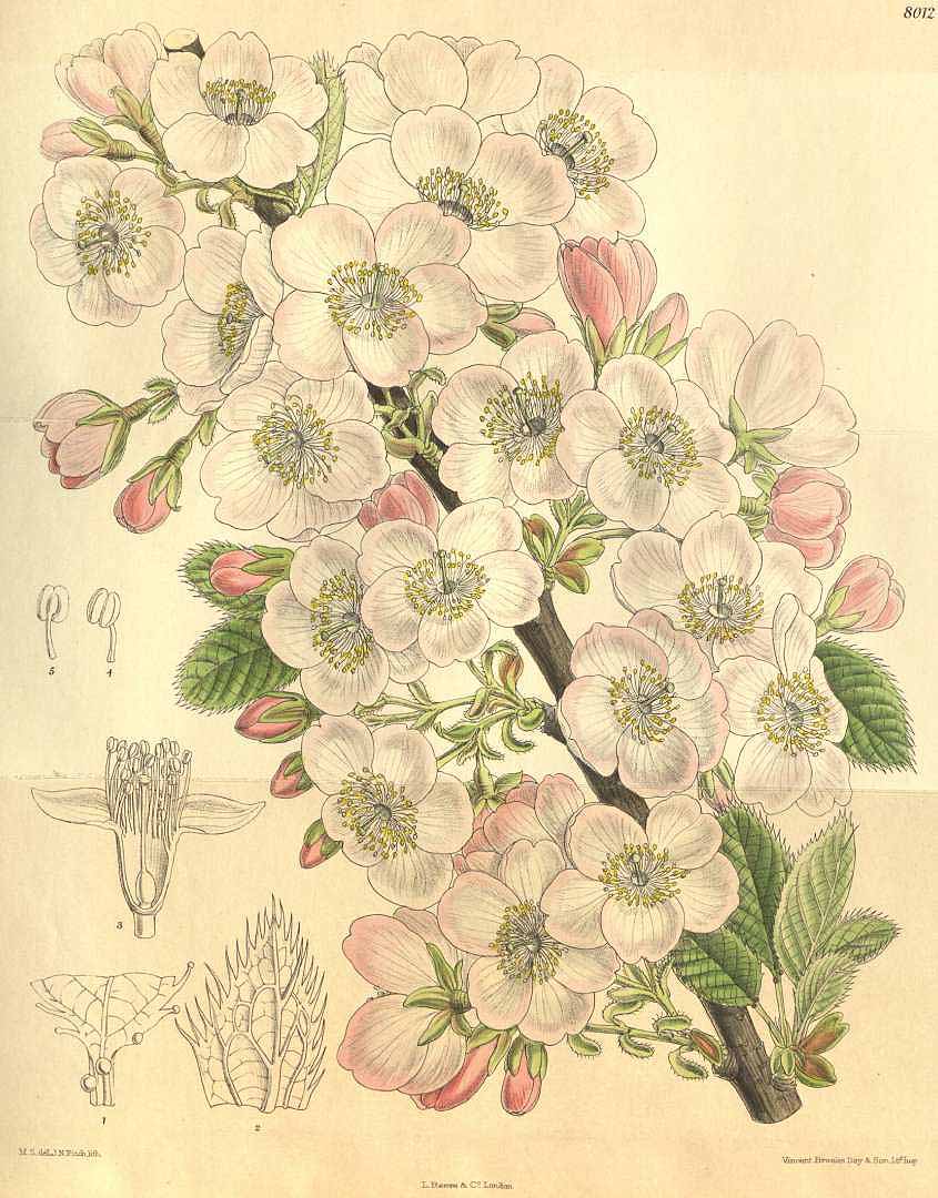 Illustration Prunus pseudocerasus, Par Curtis, W., Botanical Magazine (1800-1948) Bot. Mag. vol. 131 (1905) [tt. 7992-8051] t. 8012, via plantillustrations 