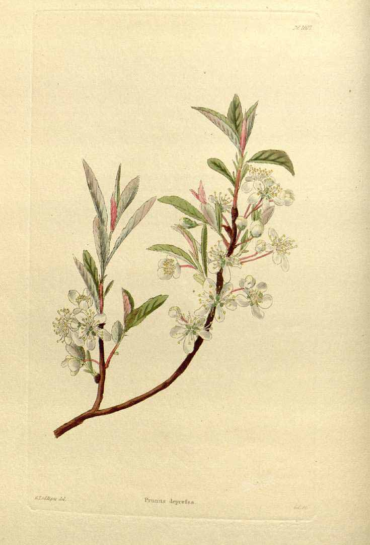 Illustration Prunus pumila, Par Loddiges, C.L., botanical cabinet [C. Loddiges] (1817-1833) Bot. Cab. vol. 17 (1830) [tt. 1601-1700] t. 1607, via plantillustrations 