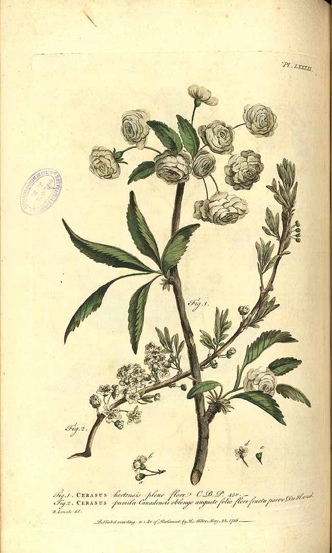 Illustration Prunus pumila, Par Miller, P., Figures of the most beautiful, useful and uncommon plants, described in the gardeners? dictionary (1755-1760) Fig. Pl. Gard. Dict. vol. 1 t. 89	f. 2 , via plantillustrations 