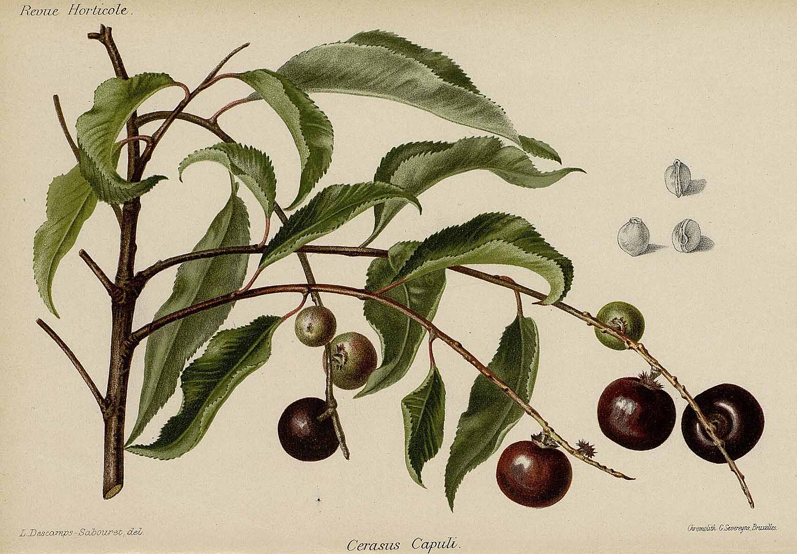 Illustration Prunus serotina, Par Revue horticole, sér. 4 (1852-1974) Rev. Hort. (Paris), ser. 4 vol. 65 (1893) [65e ANNÉE - 1893] , via plantillustrations 