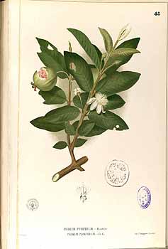 Illustration Psidium guajava, Par Blanco, M., Flora de Filipinas, ed. 3 (1877-1883) Fl. Filip., ed. 3 t. 48, via plantillustrations 