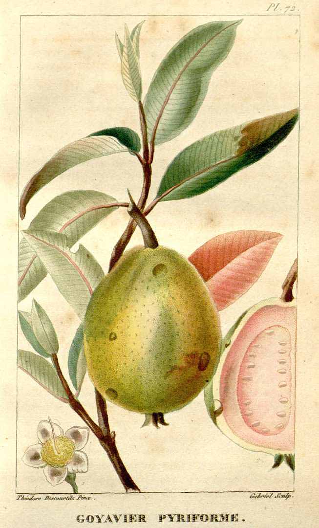 Illustration Psidium guajava, Par Descourtilz, M.E., Flore [pittoresque et] médicale des Antilles (1821-1829) Fl. Méd. Antilles vol. 2 (1822) [tt. 69-152] t. 72, via plantillustrations 