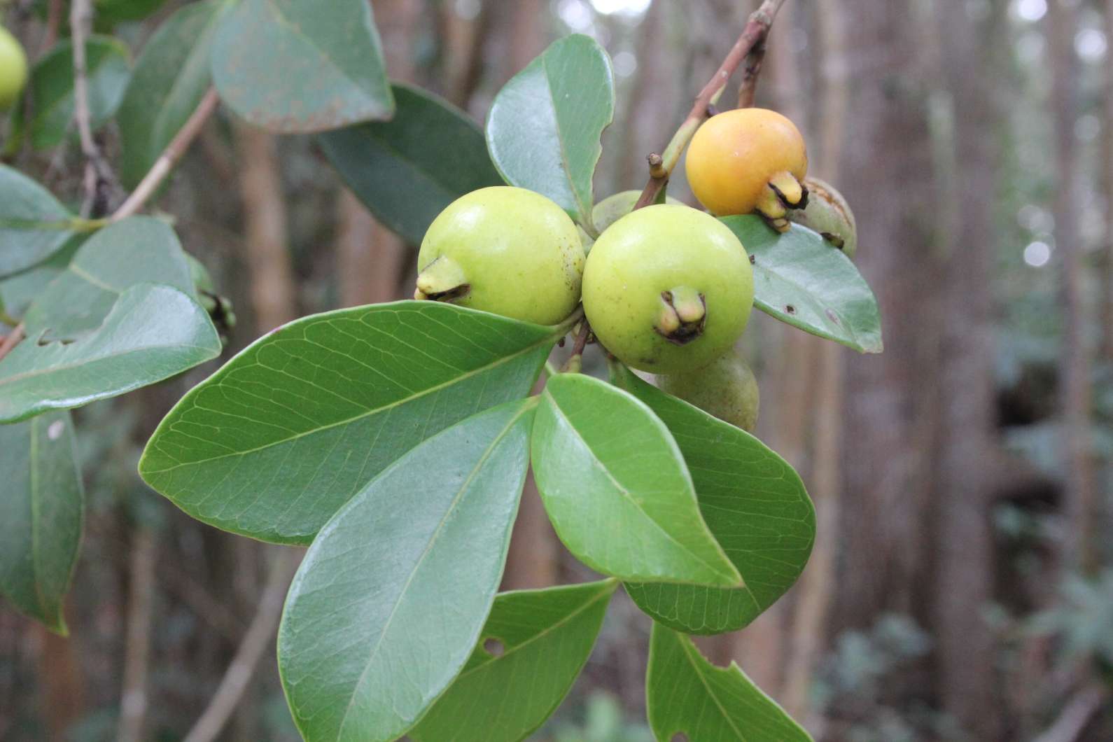 Illustration Psidium guajava, Par Max Antheunisse, via plantillustrations 