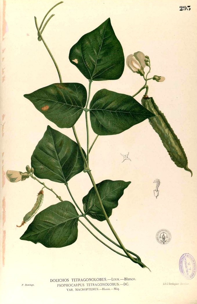 Illustration Psophocarpus tetragonolobus, Par Blanco, M., Flora de Filipinas, ed. 3 (1877-1883) Fl. Filip., ed. 3 t. 293, via plantillustrations 