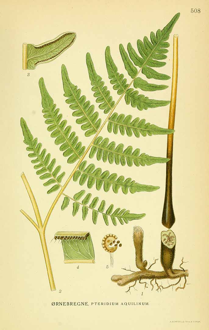 Illustration Pteridium aquilinum, Par Lindman, C.A.M., Bilder ur Nordens Flora Bilder Nordens Fl. vol. 3 (1922) t. 508, via plantillustrations 