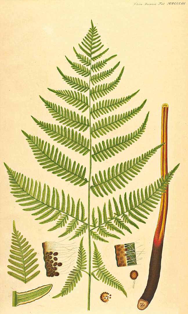 Illustration Pteridium aquilinum, Par Oeder, G.C., Flora Danica (1761-1861) Fl. Dan. vol. 13 (1836-1840) [tt. 2161-2340] t. 2303, via plantillustrations 