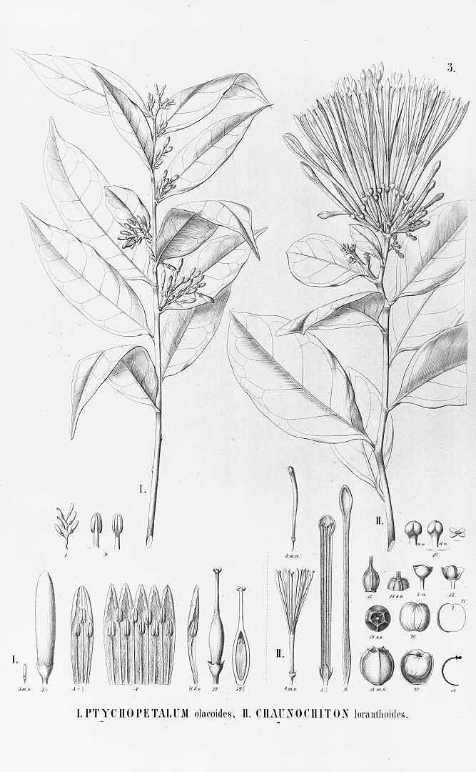 Illustration Ptychopetalum olacoides, Par Martius, C.F.P. von, Eichler, A.G., Urban, I., Flora Brasiliensis (1840-1906) Fl. Bras. vol. 12(2): (1872-1877) [Olacineae, Icacineae, Zygophylleae, Rutaceae, Simaroubaceae, Burseraceae, Ochnaceae, Anacardiaceae, Sabiaceae, Rhizophoraceae; Humiriaceae, Lineae; Oxalidaceae, Geraniaceae, Vivianiaceae] t. 3, via plantillustrations 