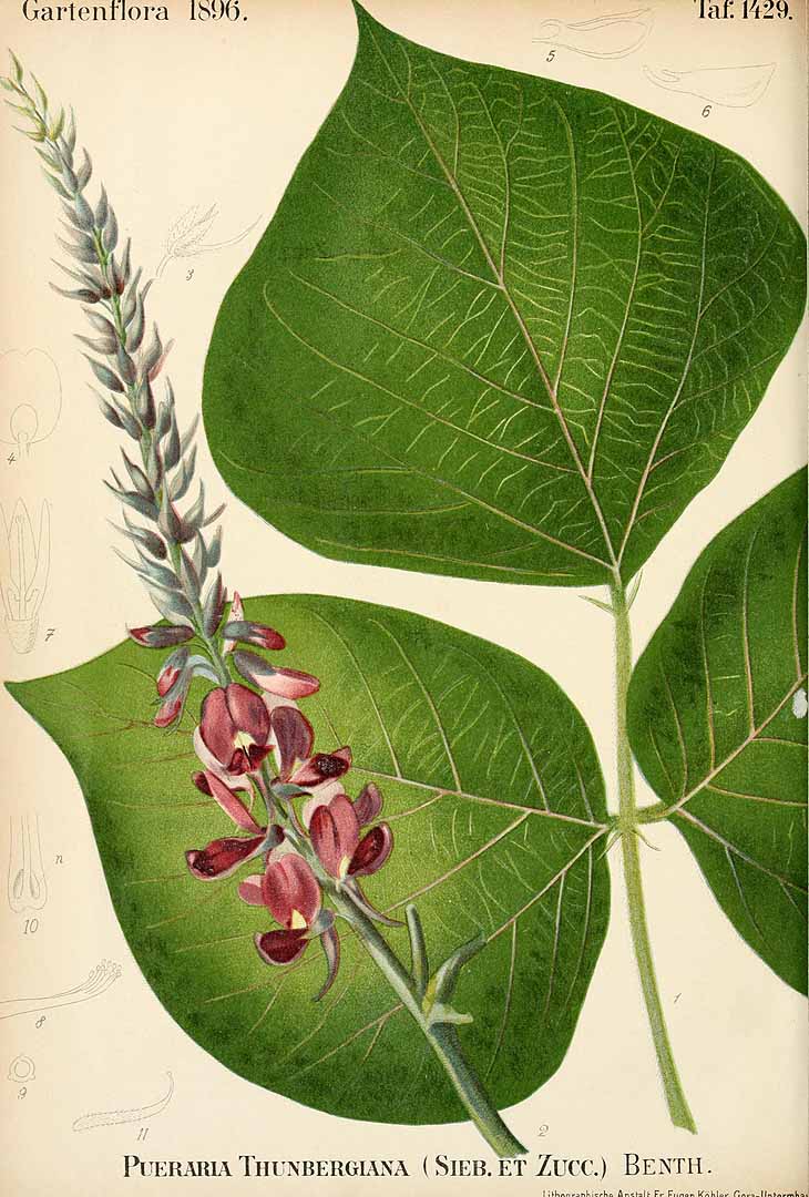 Illustration Pueraria montana, Par Regel, E.A. von, Gartenflora (1852-1938) Gartenflora vol. 45 (1896) t. 1429, via plantillustrations 