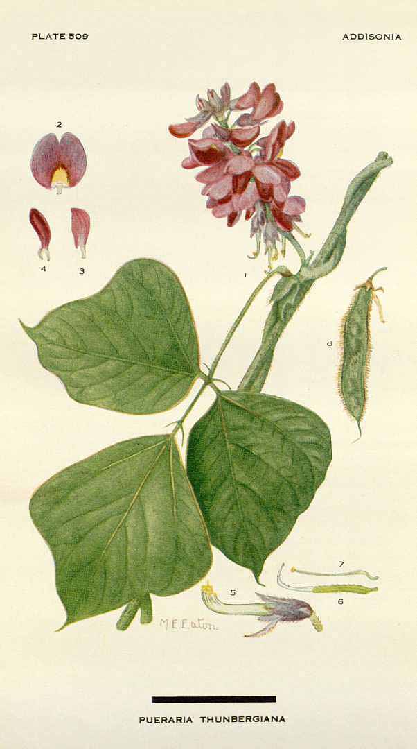 Illustration Pueraria montana, Par Addisonia (1916-1964) vol. 15 (1930) t. 509, via plantillustrations 