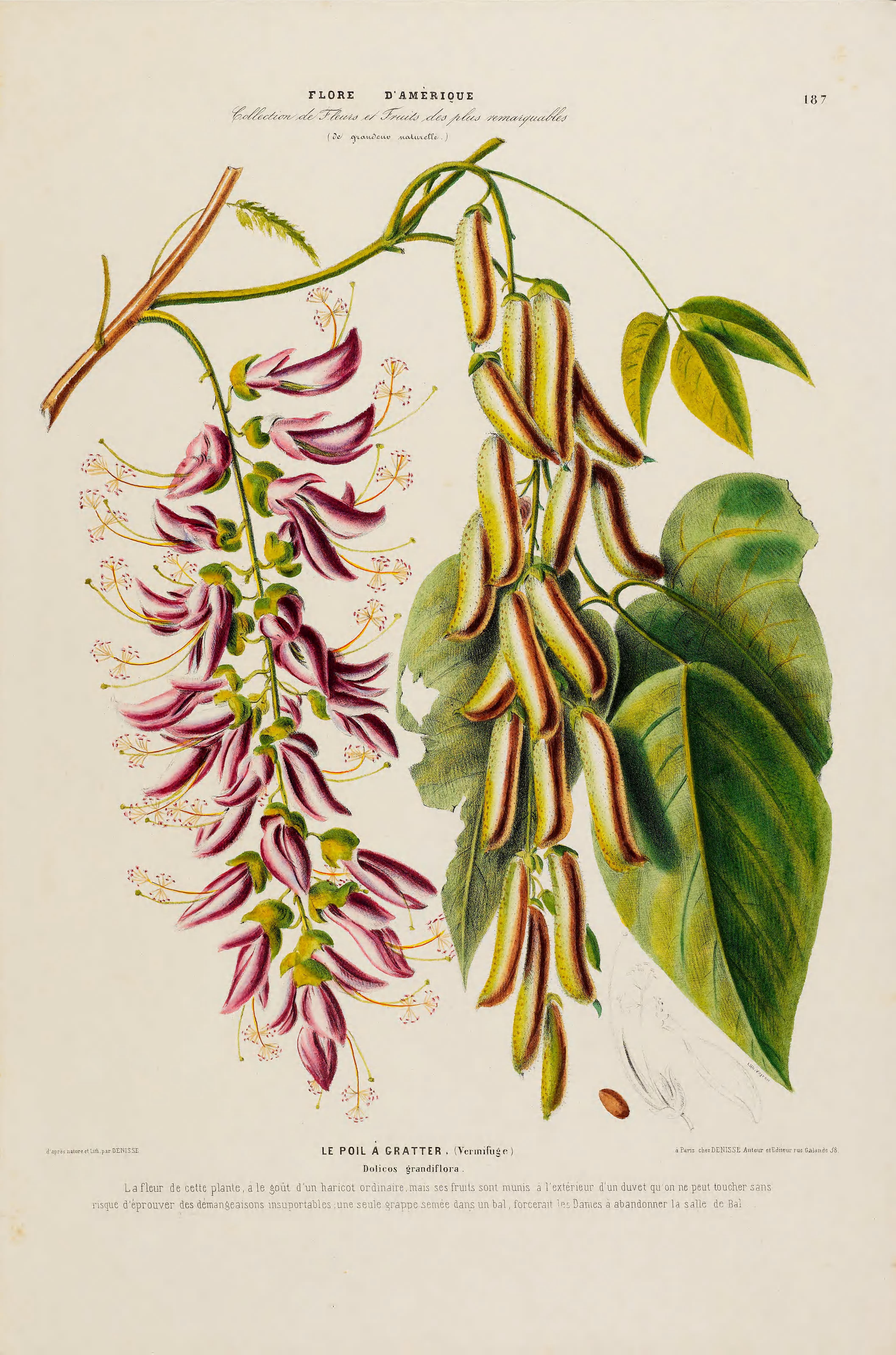 Illustration Pueraria montana, Par Denisse, E., Flore d?Amérique (1843-1846) Fl. Amérique t. 187, via plantillustrations 