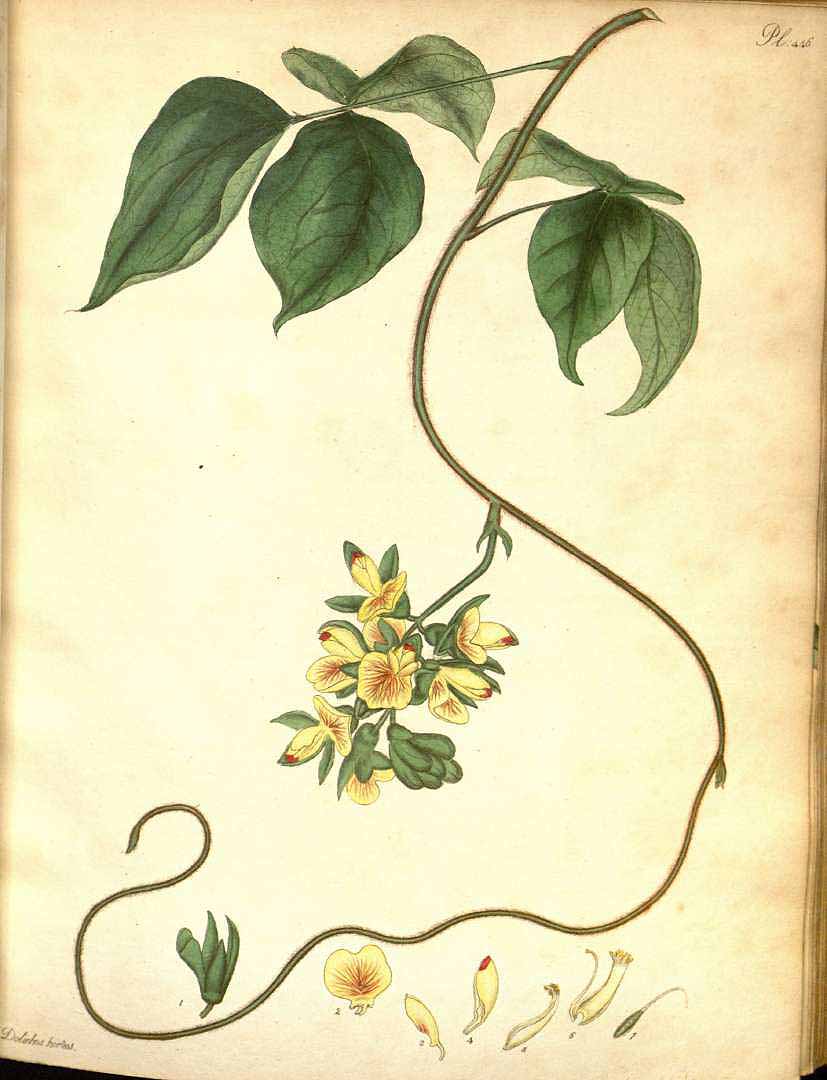 Illustration Pueraria montana, Par Andrews, H.C., botanist?s repository (1797-1814) Bot. Repos. vol. 7 (1806) [tt. 433-492] t. 446, via plantillustrations 