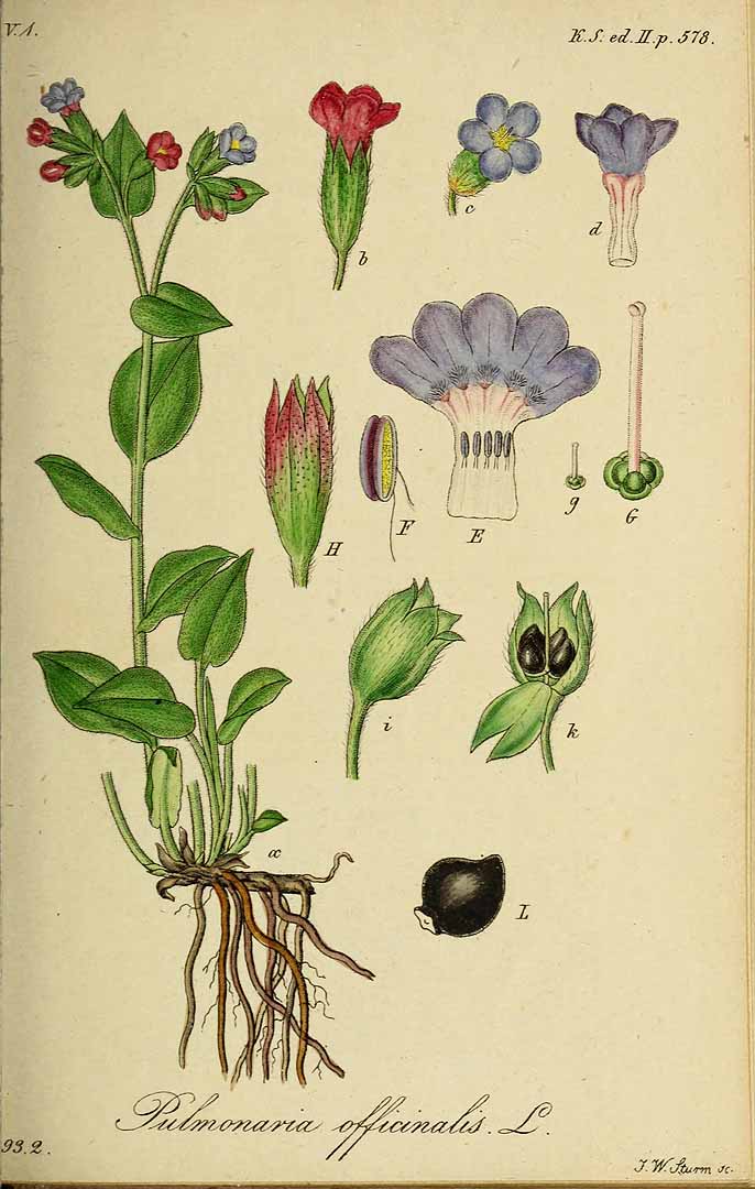 Illustration Pulmonaria officinalis, Par Sturm, J., Sturm, J.W., Deutschlands flora (1798-1855) Deutschl. Fl. vol. 20 (1845), via plantillustrations 