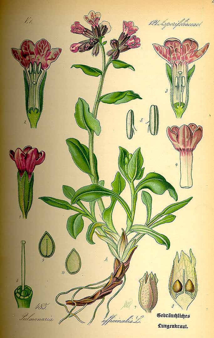 Illustration Pulmonaria officinalis, Par Thomé, O.W., Flora von Deutschland Österreich und der Schweiz (1886-1889) Fl. Deutschl. vol. 4 (1885), via plantillustrations 