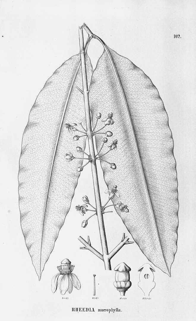 Illustration Garcinia macrophylla, Par Flora Brasiliensis (vol. 12(1): Heft 102, Heft 102, t. 102, 1888), via plantillustrations 