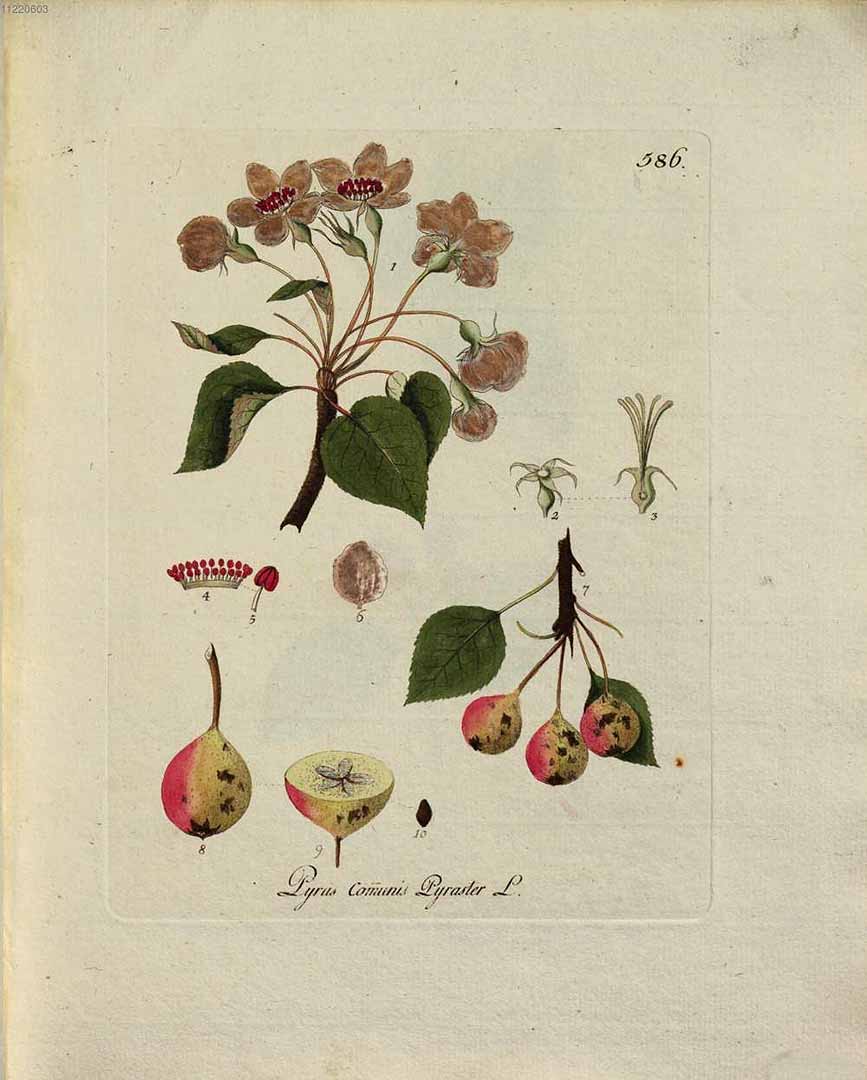 Illustration Pyrus pyraster, Par Kerner, J.S., Abbildungen aller ökonomischen Pflanzen (1786-1798) Abbild. Oekon. Pfl. vol. 6 (1793) t. 586, via plantillustrations 
