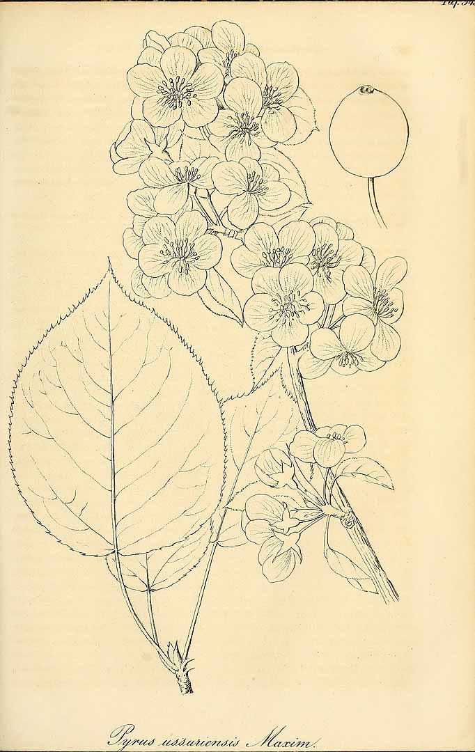 Illustration Pyrus ussuriensis, Par Regel, E.A. von, Gartenflora (1852-1938) Gartenflora vol. 10 (1861) t. 345, via plantillustrations 