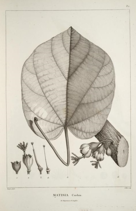 Illustration Quararibea cordata, Par Alexander von Humboldt (1769-1859), Aimé Bonpland (1773-1858), via wikimedia 