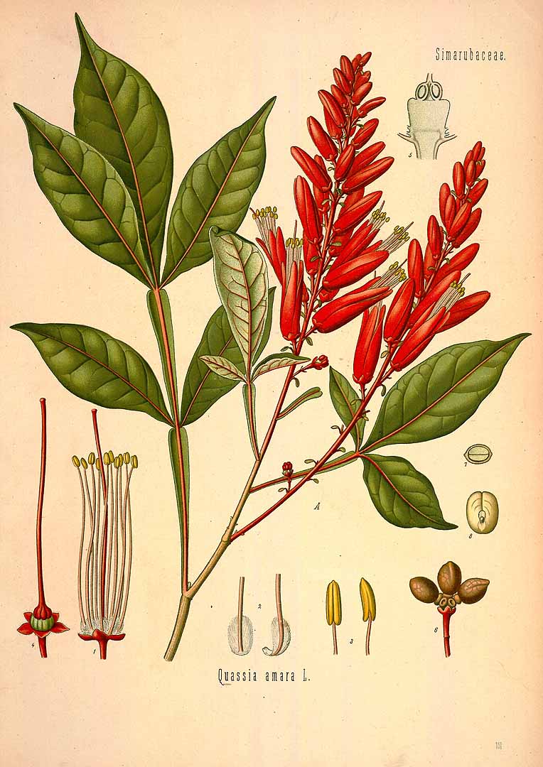 Illustration Quassia amara, Par Ko&#776;hler, F.E., Ko&#776;hler?s Medizinal Pflanzen (1883-1914) Med.-Pfl. vol. 2 (1890) t. 151, via plantillustrations 
