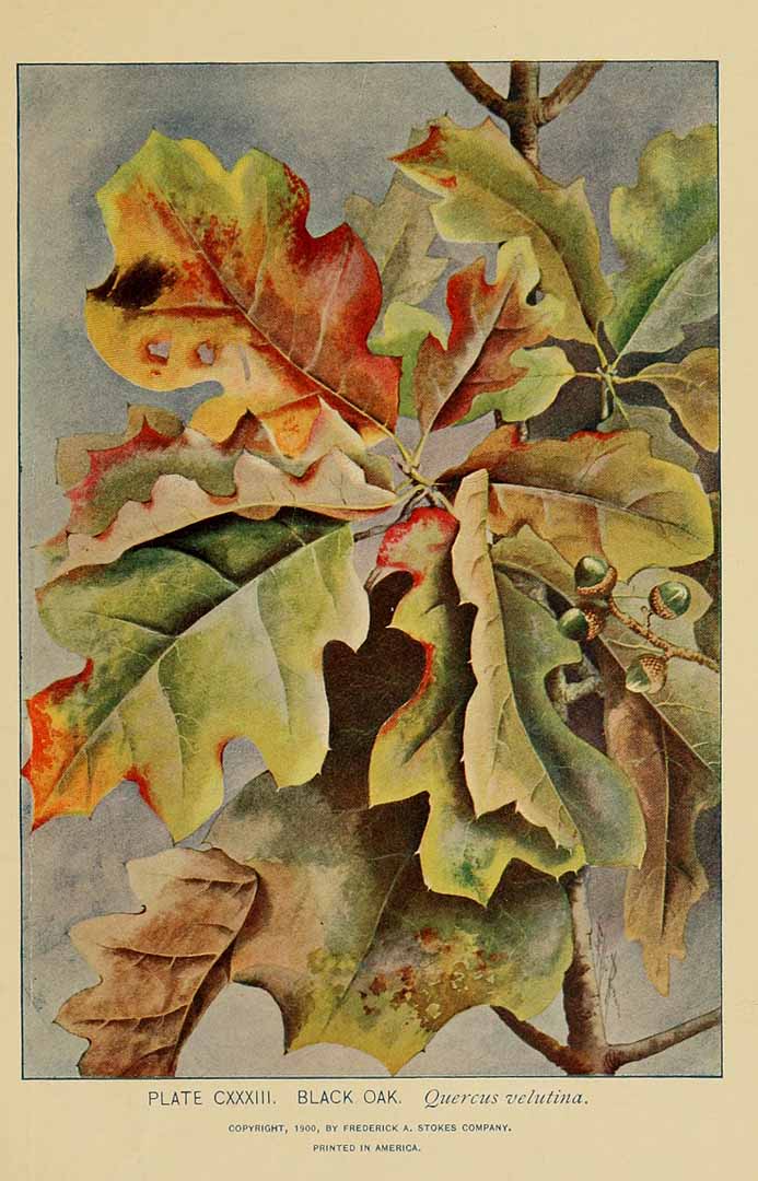Illustration Quercus bicolor, Par Lounsberry, A., Rowan, E., guide to the trees (1900)  t. 133, via plantillustrations 
