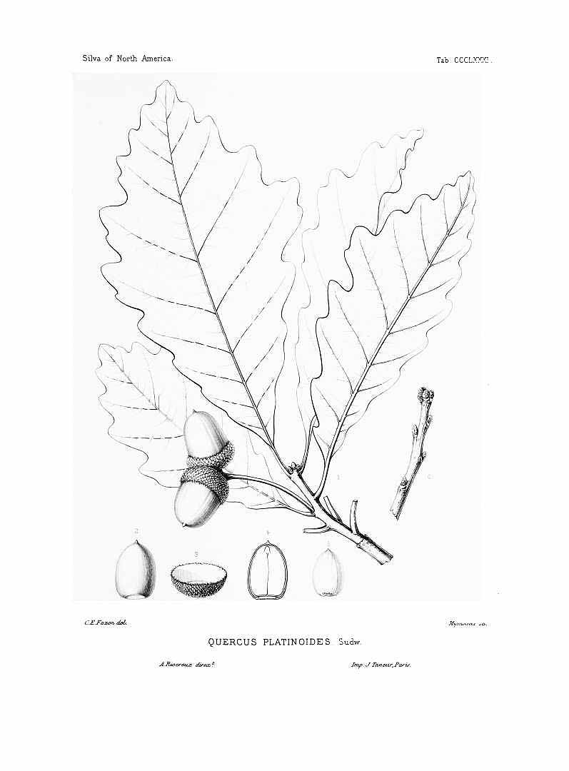 Illustration Quercus bicolor, Par Sargent, C.S., Silva of North America (1891-1902) Silva vol. 8 (1895) t. 381, via plantillustrations 