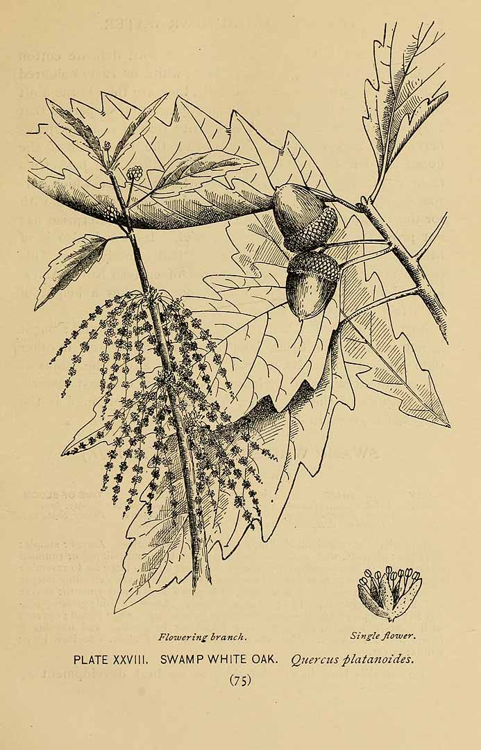 Illustration Quercus bicolor, Par Lounsberry, A., Rowan, E., guide to the trees (1900)  t. 28, via plantillustrations 