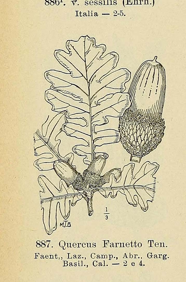 Illustration Quercus frainetto, Par Fiori, A., Paoletti, G., Iconographia florae italicae (1895-1904) Iconogr. Fl. Ital. t. 887	p. 112 f. 4 , via plantillustrations 