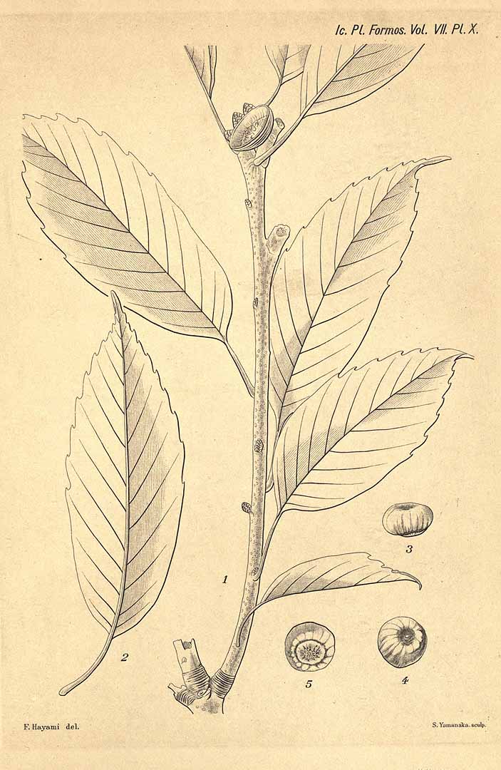 Illustration Quercus glauca, Par Hayata, B., Icones plantarum formosanarum (1911-1921) Icon. Pl. Formos. vol. 7 (1918) t. 10, via plantillustrations 