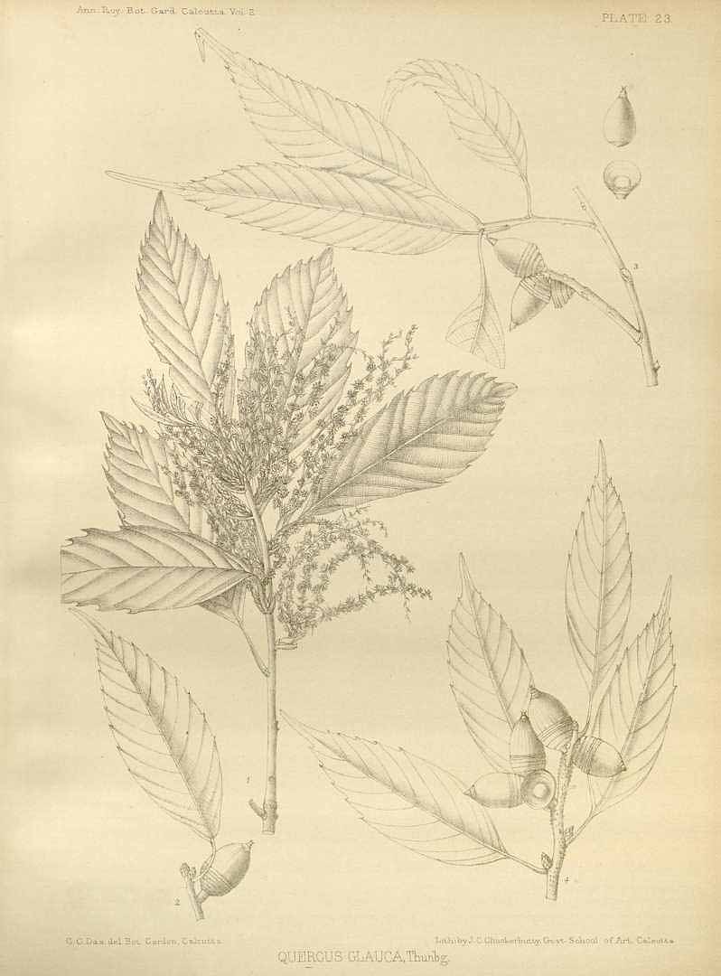 Illustration Quercus glauca, Par Annals of the Royal Botanic Garden, Calcutta (1888-1921) Ann. Roy. Bot. Gard. (Calcutta) vol. 2 (1889) t. 23, via plantillustrations 