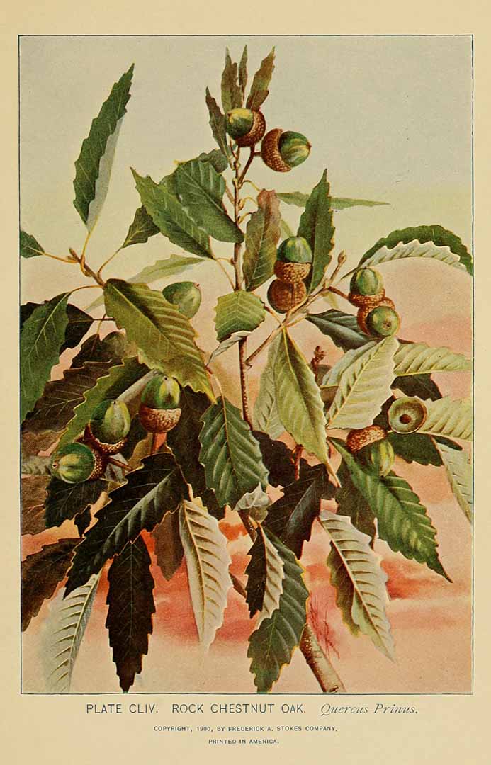 Illustration Quercus michauxii, Par Lounsberry, A., Rowan, E., guide to the trees (1900)  t. 154, via plantillustrations 
