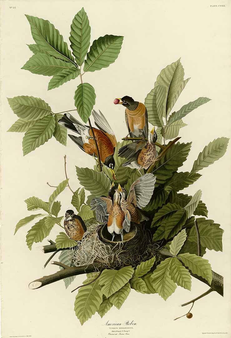Illustration Quercus michauxii, Par Audubon, J.J., Birds of America [double elephant folio edition] (1826-1838)  t. 131, via plantillustrations 