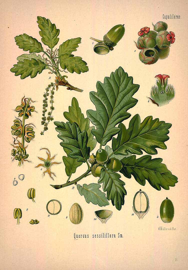 Illustration Quercus petraea, Par Ko&#776;hler, F.E., Ko&#776;hler?s Medizinal Pflanzen (1883-1914) Med.-Pfl. vol. 1 (1887) t. 31, via plantillustrations 