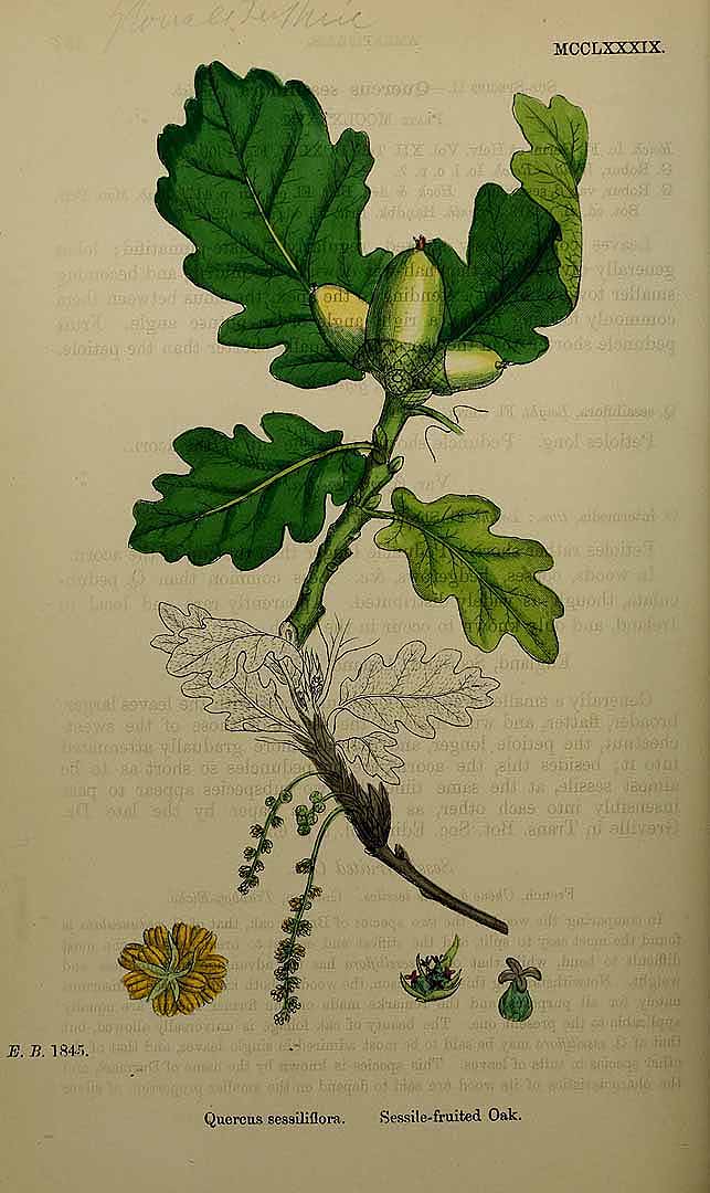 Illustration Quercus petraea, Par Smith, J.E., English botany, or coloured figures of British plants, ed. 3 [B] [J.E. Sowerby et al] (1863-1899) Engl. Bot., ed. 3 vol. 8 (1868) t. 1289, via plantillustrations 