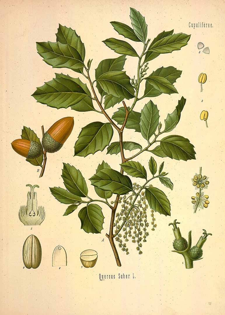 Illustration Quercus suber, Par Ko&#776;hler, F.E., Ko&#776;hler?s Medizinal Pflanzen (1883-1914) Med.-Pfl. vol. 2 (1890) t. 152, via plantillustrations 